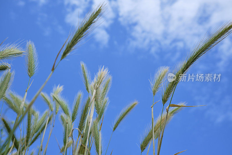 野生黑麦生长在庞泰尔，纽基，康沃尔对抗夏季蓝色的天空。