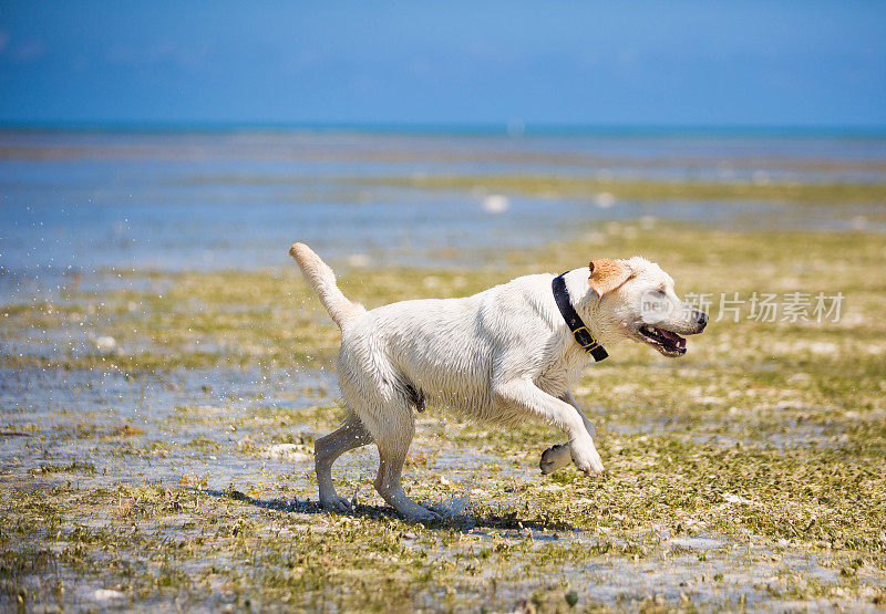 在海滩上奔跑的拉布拉多寻回犬