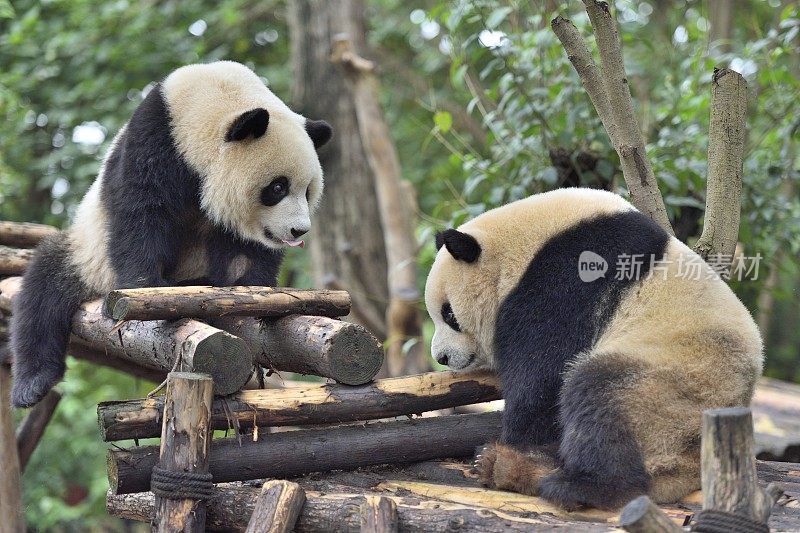 两只玩耍的大熊猫