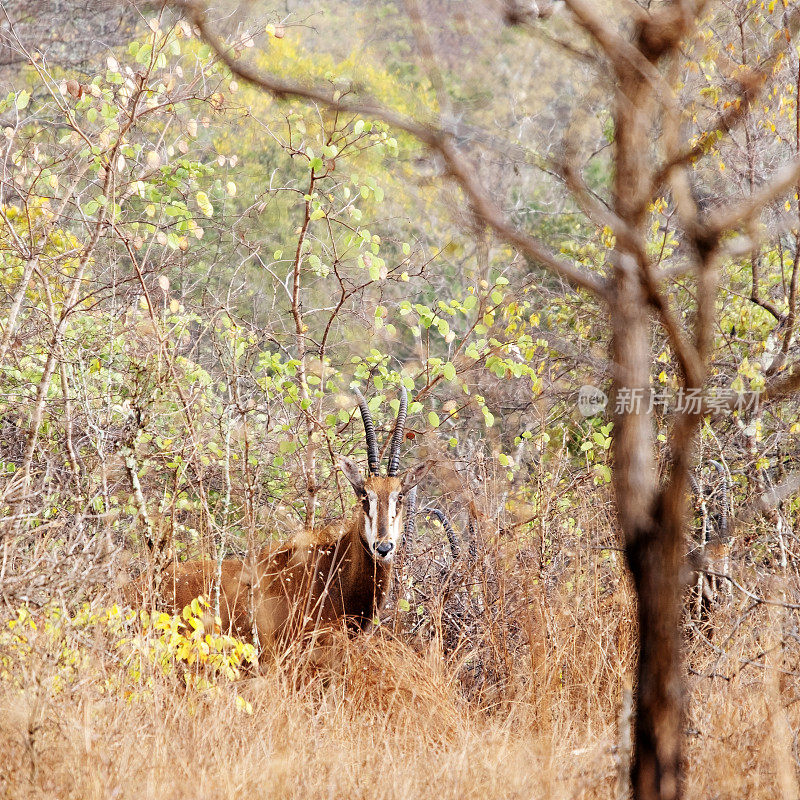 藏在灌木丛中的貂羚，马吉特野生动物保护区，马拉维