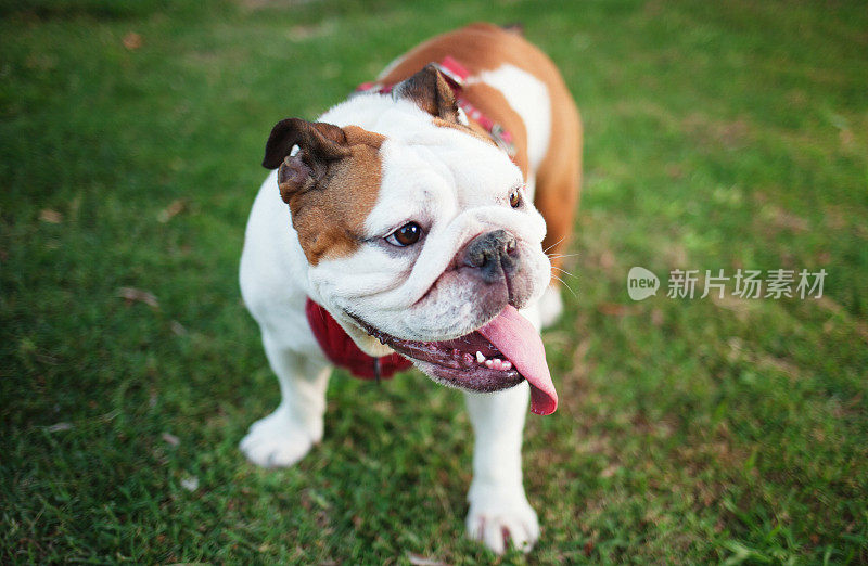 一只牛头犬站在草地上的肖像