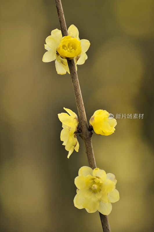 阳光下的蜡梅花