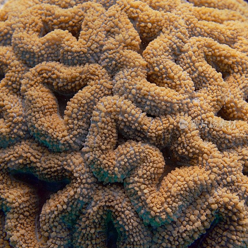 脑珊瑚模式