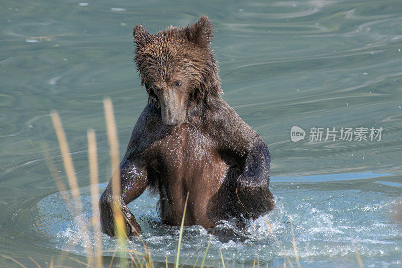 可爱的阿拉斯加海岸棕熊近距离游泳和死水沿着绿松石河海岸线。