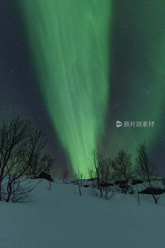 北极光，北极光或北极光在夜空中在罗浮敦群岛在挪威北部