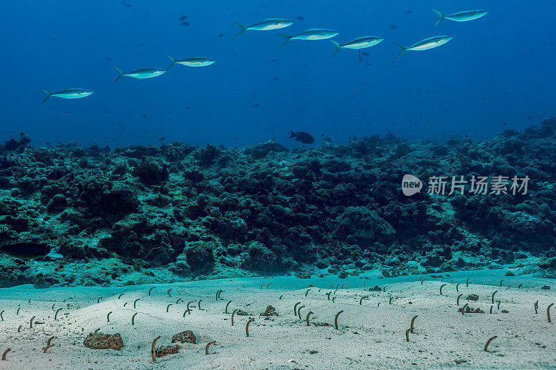 密克罗尼西亚，帕劳，蓝角，斑鳗鲡异质海鳗和彩虹鳗