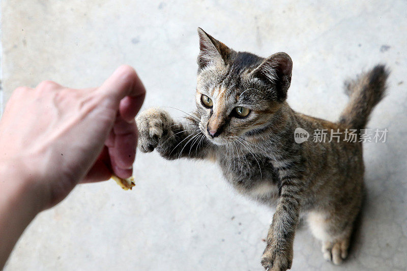 吃饭的时间到了!Meowwww……