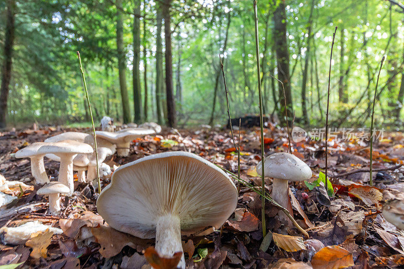 一排白色的蘑菇，在前景有一个倒下的蘑菇