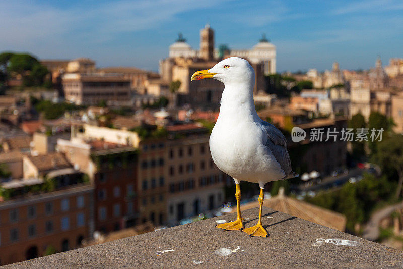 一只海鸥在罗马的屋顶上，背景是罗马的全景
