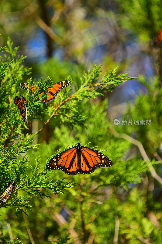 在雪松树上张开翅膀休息的帝王蝶