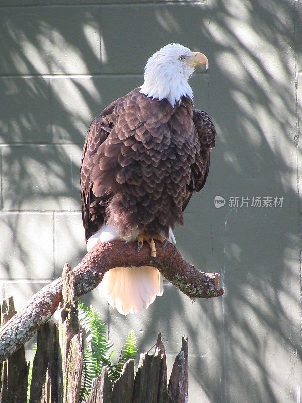 白头海雕