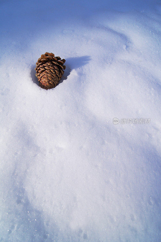 冬雪背景中的松果