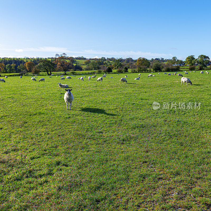 秋天，在英国达勒姆郡的草地上，羊群和其他羊群一起看着镜头。