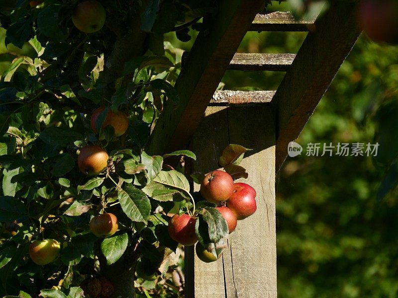 古老的围墙英国乡村别墅花园和分配与植物和鲜花