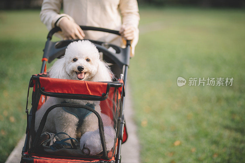 亚洲女性中国少年走在宠物推车上的贵宾犬微笑