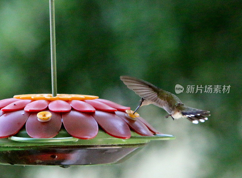 雌性蜂鸟从喂食器中饮水