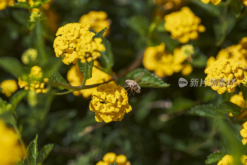 蜜蜂。(花椰菜)，接近黄色的马缨丹花