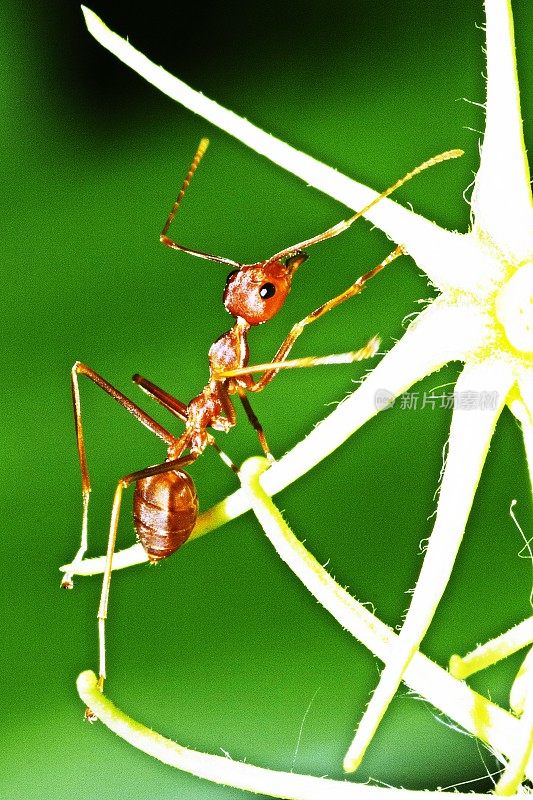 蚂蚁爬花瓣。