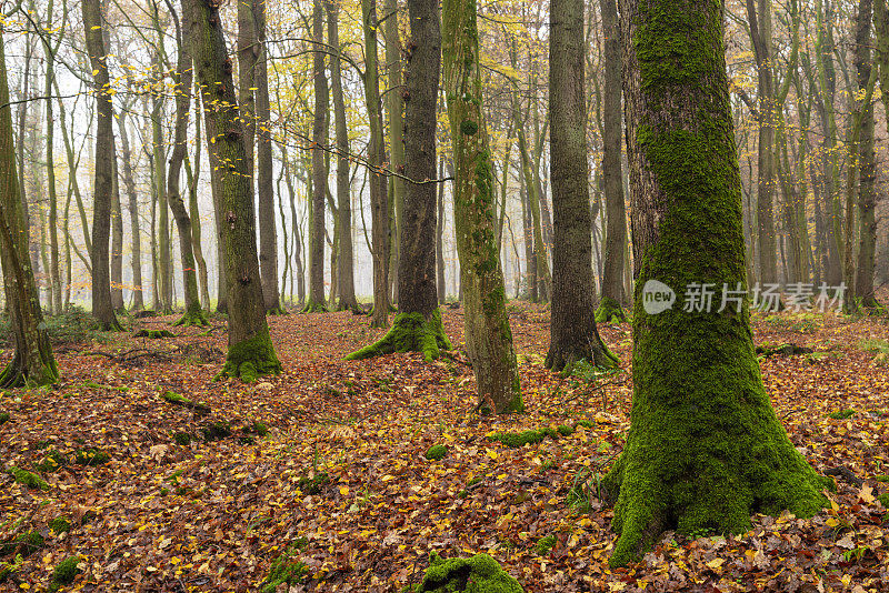 森林中长满苔藓的落叶乔木