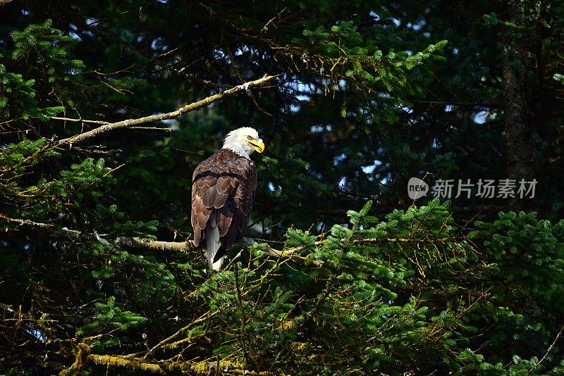 美国秃鹰