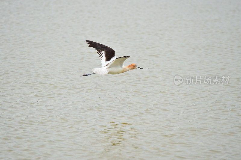 美国Avocet飞行