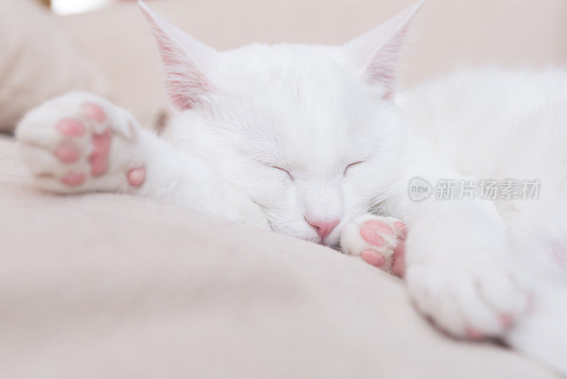 白猫躺在沙发上，眼睛闭着