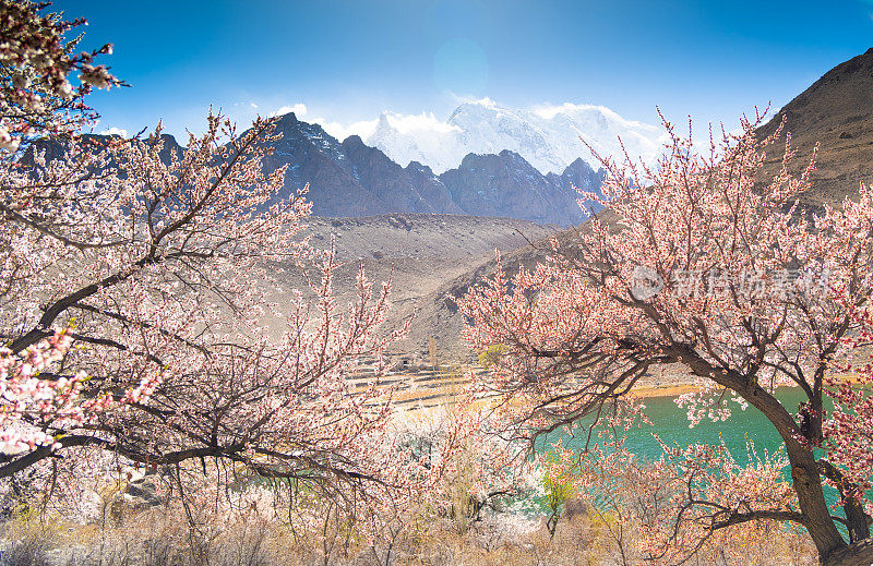 自然风景沿着喀喇昆仑山在罕萨山谷与樱花盛开的秋天巴基斯坦