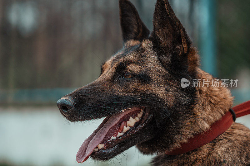 比利时玛利诺犬的侧视图肖像