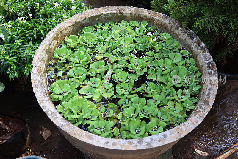 形象的浅小花园池塘水面上生长着水莴苣植物，在阳光下漂浮在水面上的池塘植物，又称水白菜、贝壳花、尼罗河白菜，这种水生植物属于海芋科