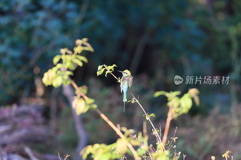 食蜂者（梅罗普猿）