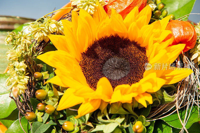 黄花植物特写