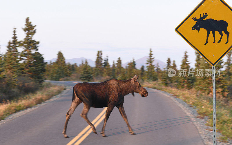 驼鹿过马路在阿拉斯加，美国