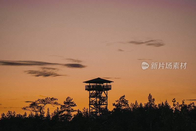 爱沙尼亚沼泽的风景