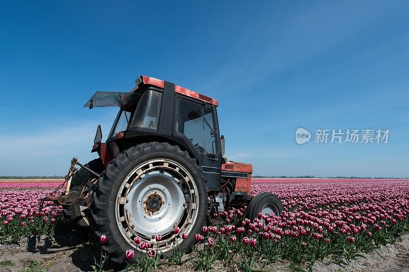 生锈的拖拉机停在郁金香地里