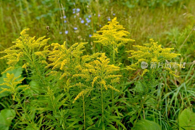 秋麒麟草属植物