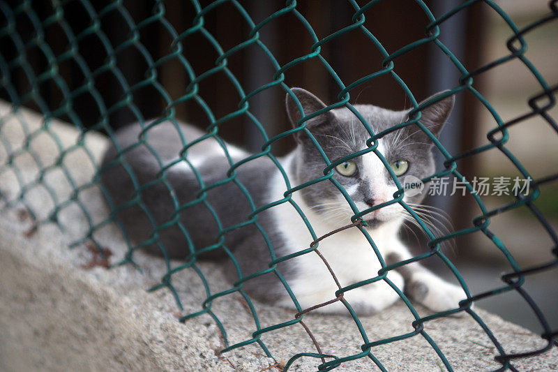 只流浪猫