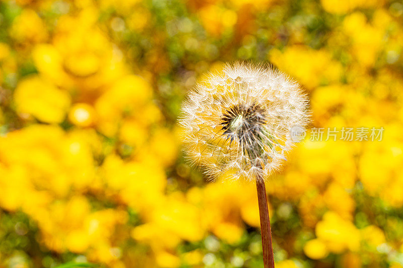 野生的蒲公英，开黄花