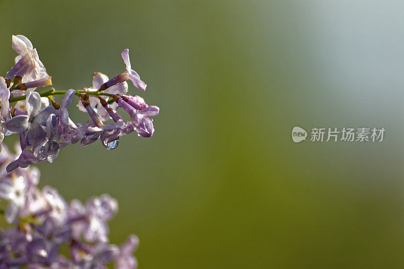 湿淡紫色花