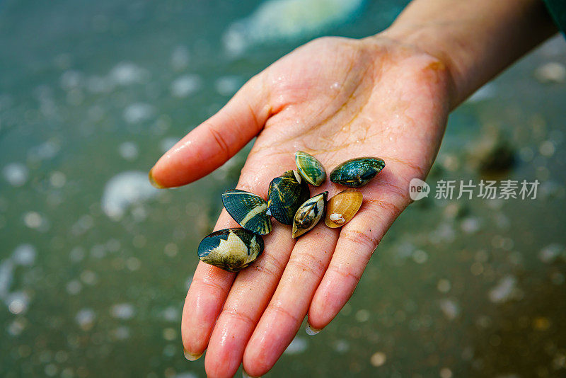 女孩手上的彩色贝壳