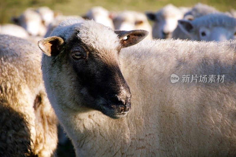 新西兰农村绵羊的特写