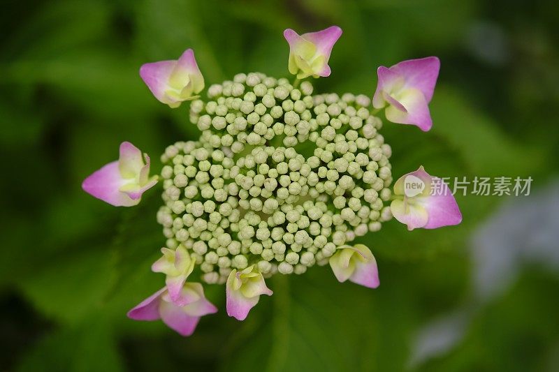 绣球花花