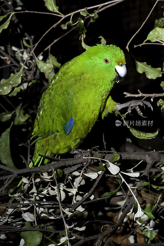 对地岛长尾小鹦鹉，单色Cyanoramphus。在新西兰南岛的昆斯敦亚南极岛，