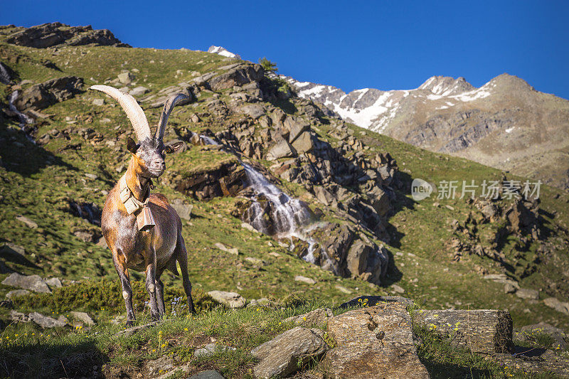 阿尔卑斯山山羊和瀑布在戏剧性的意大利阿尔卑斯山景观-大天堂，意大利