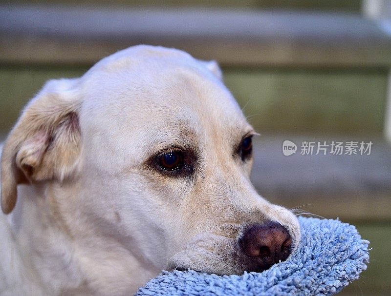 拉布拉多寻回犬