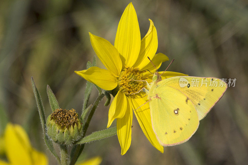 向日葵上的迷彩或普通的硫蝴蝶，科罗拉多州莫里森红岩公园