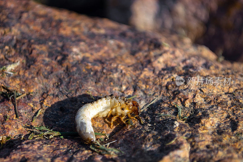 石头上巨大的五月虫幼虫