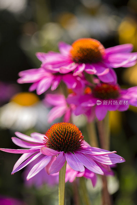 粉红色的松果花(紫锥菊)在花园里盛开