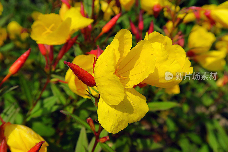 酒神花或月见草黄花