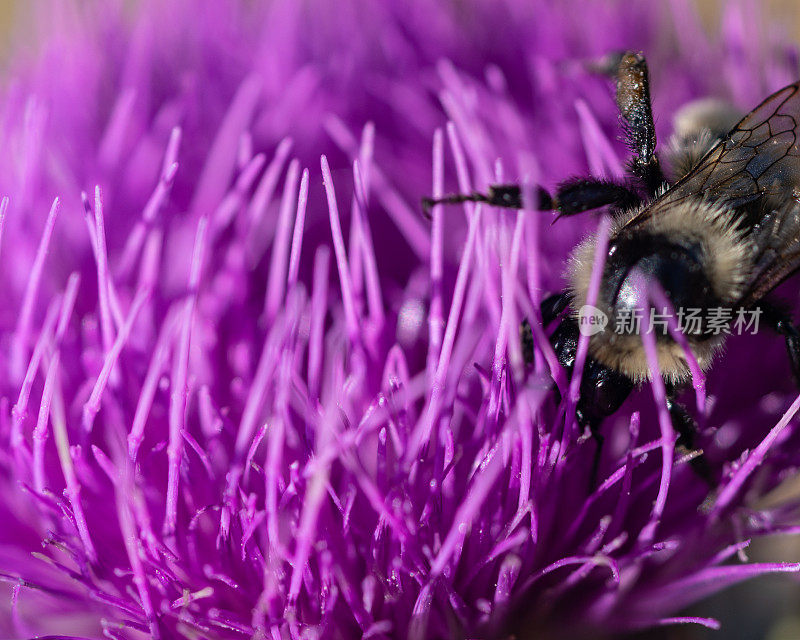 大黄蜂在紫色野花上的微距照片