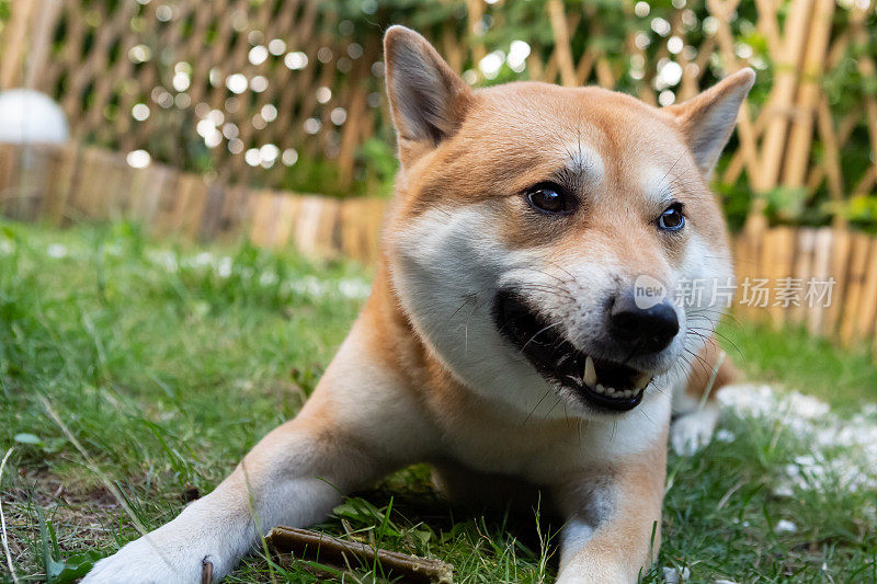 日本柴犬在花园里休息时的肖像